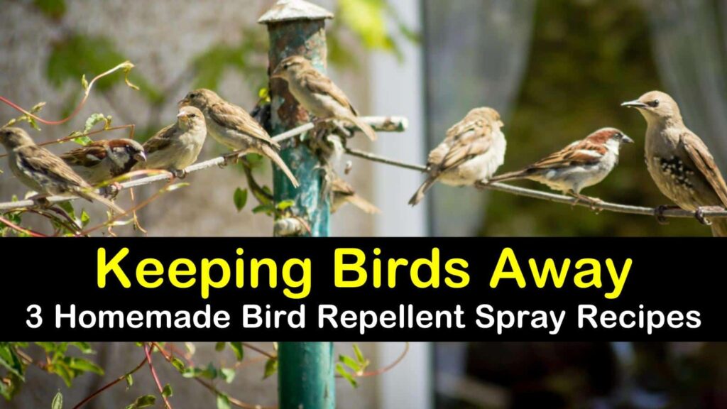 Maintenance Tips to Keep Birds Away
