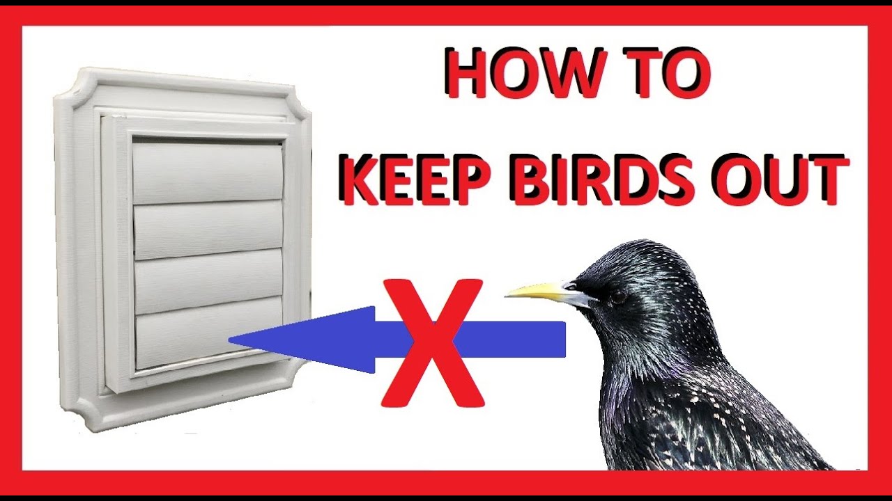 How To Keep Birds Out Of Dryer Vent?