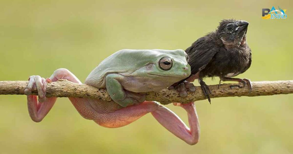 The Enigmatic Bird-Frog Symphony
