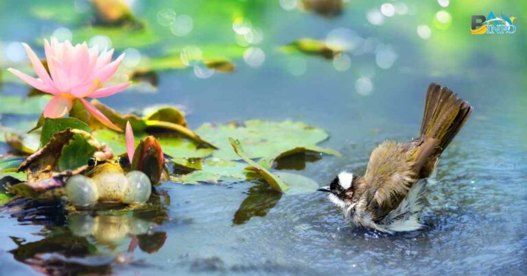 A Bird That Sounds Like A Frog