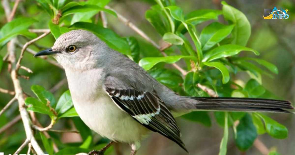 What Is The State Bird Of Arkansas?