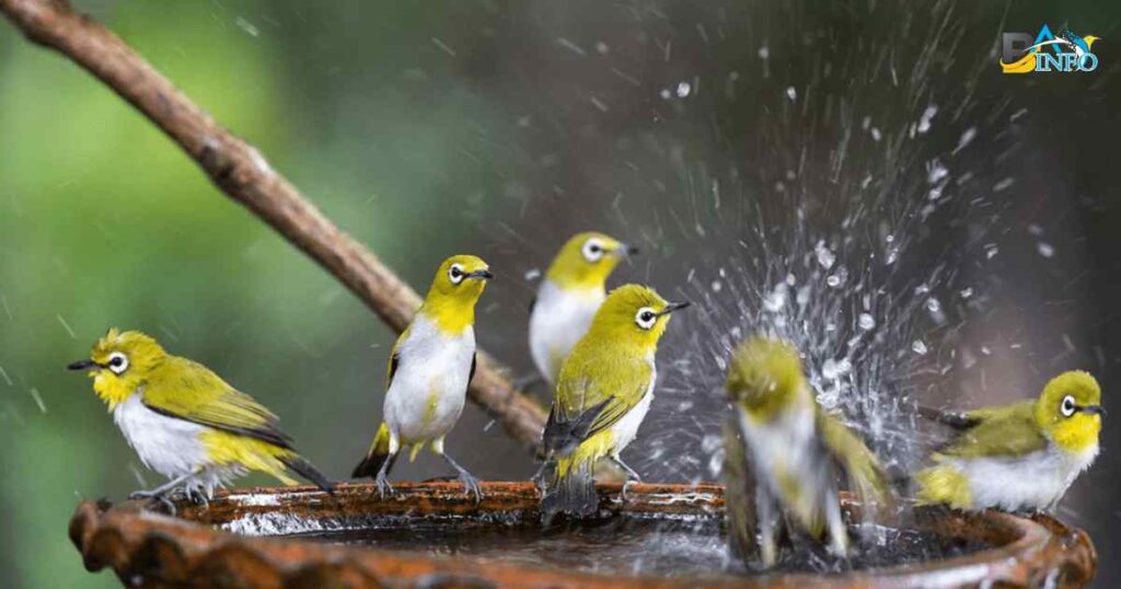 Creating an Irresistible Oasis: Tips for an Alluring Bird Bath Setup