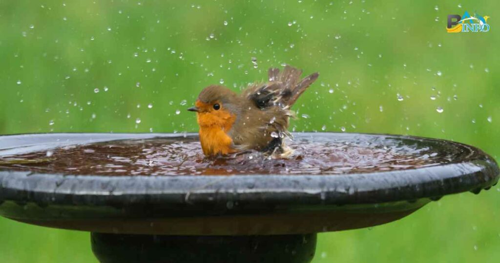 The Art of Bird Bath Placement: Where Nature Meets Tranquility