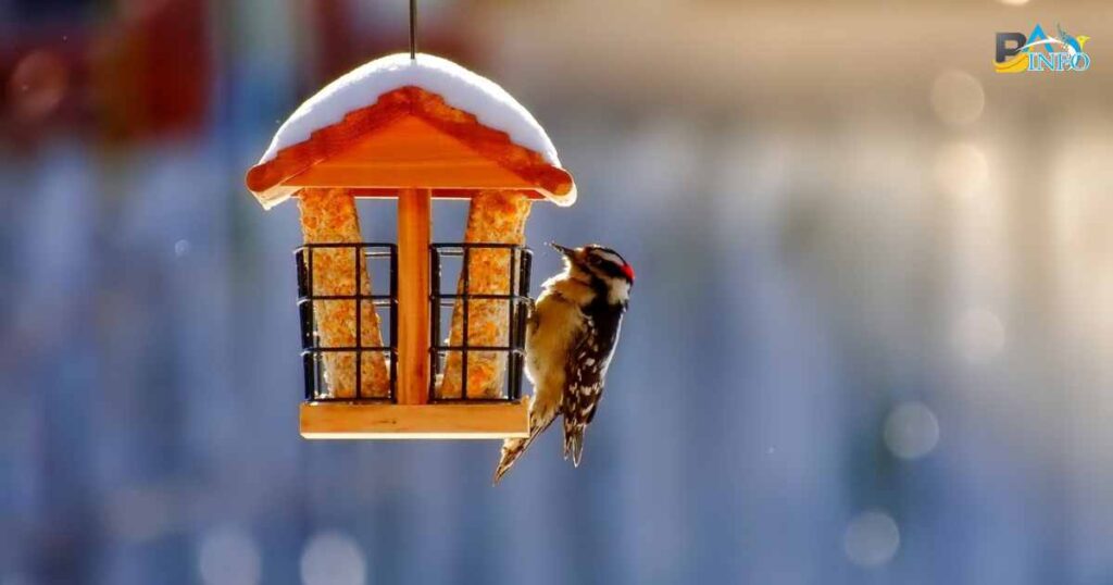 How can we help birds during the winter?

