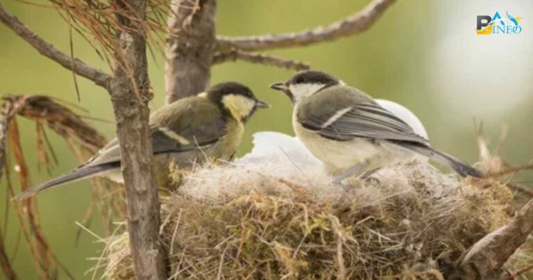 How Much Does It Cost To Remove Birds From Vent