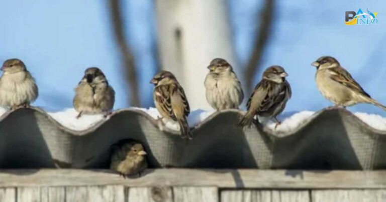 How To Get Birds Out Of Attic