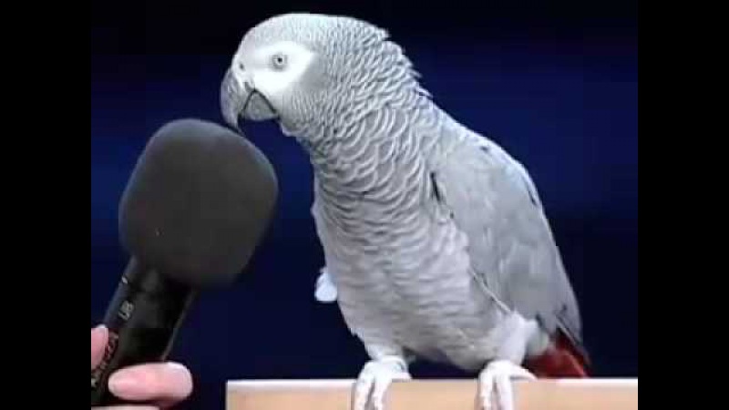 What Is Smarter Than A Talking Bird?