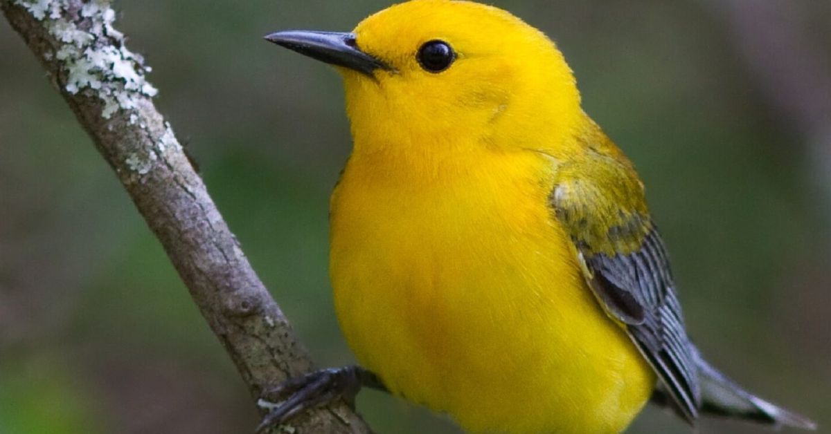 Yellow Bird Spiritual Meaning