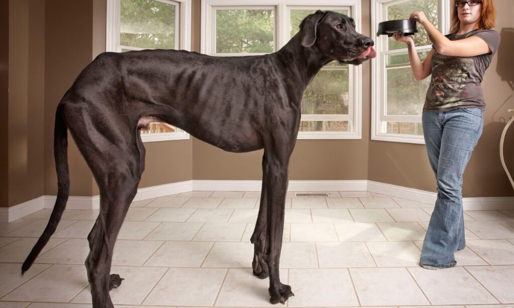 The Great Dane Elegance in Size