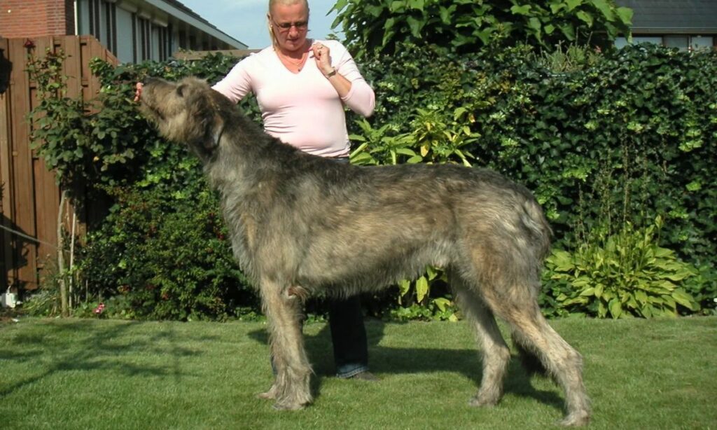 The Irish Wolfhound Gentle Giants of Ireland