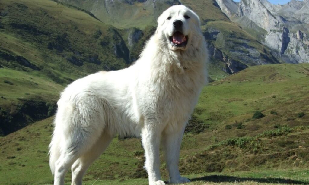 The Pyrenean Mountain Dog (Patou) Ancient Protectors