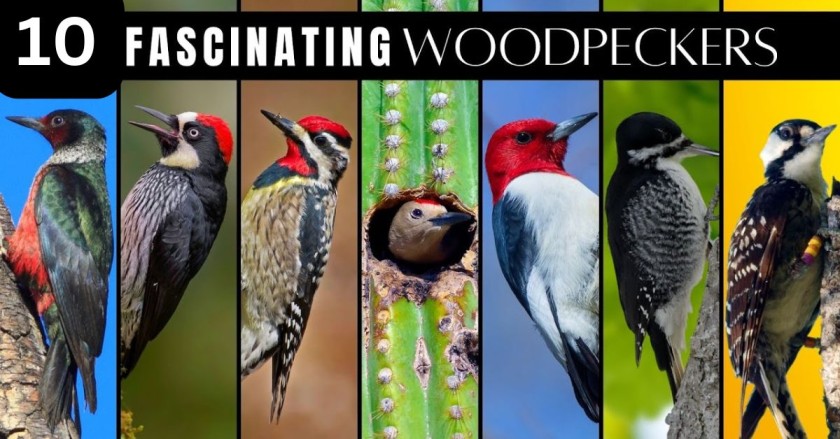 10 Types of Woodpeckers in Georgia (With Pictures)