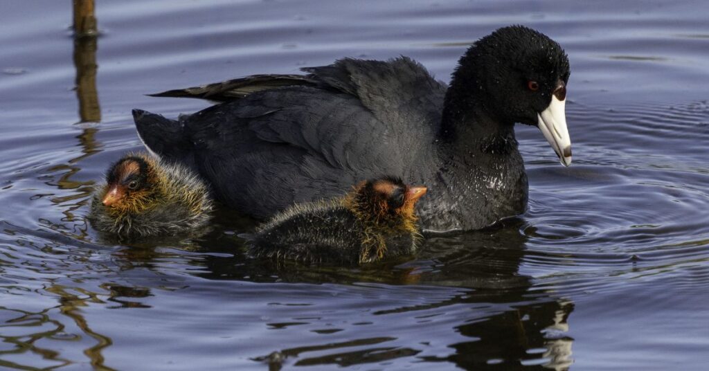 American Coot