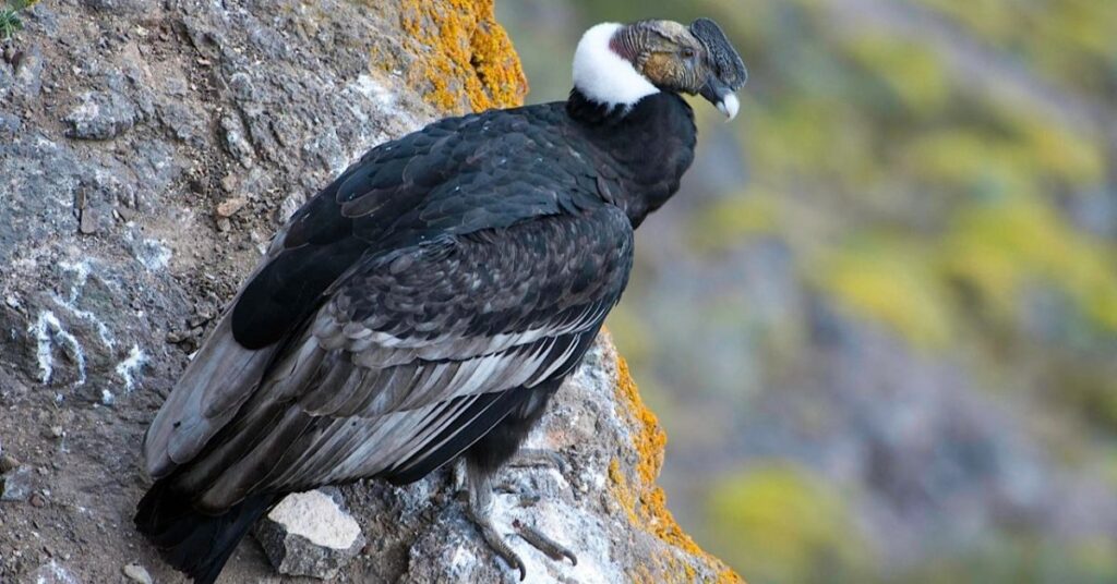 Andean Condor