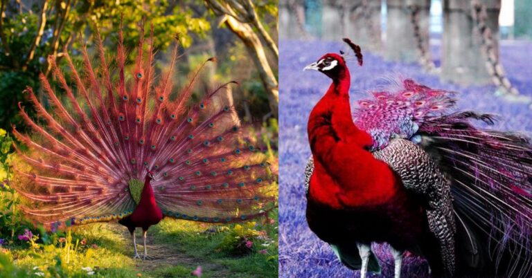 Are Red Peacock Real or Fake Find Out Here!