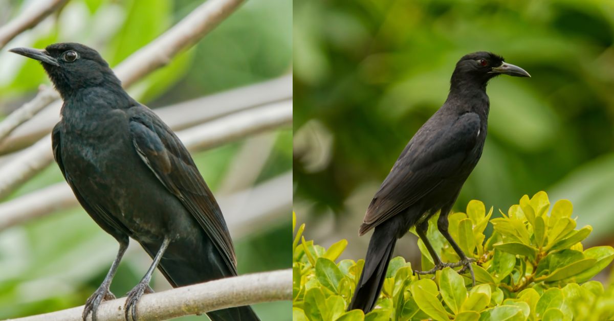 Black Birds in Florida