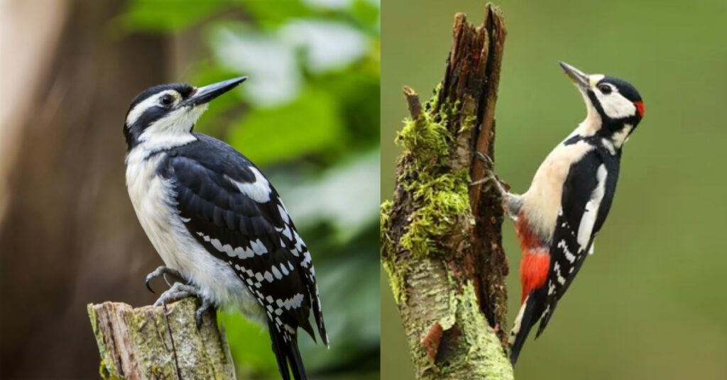 Black and white woodpecker spiritual meaning