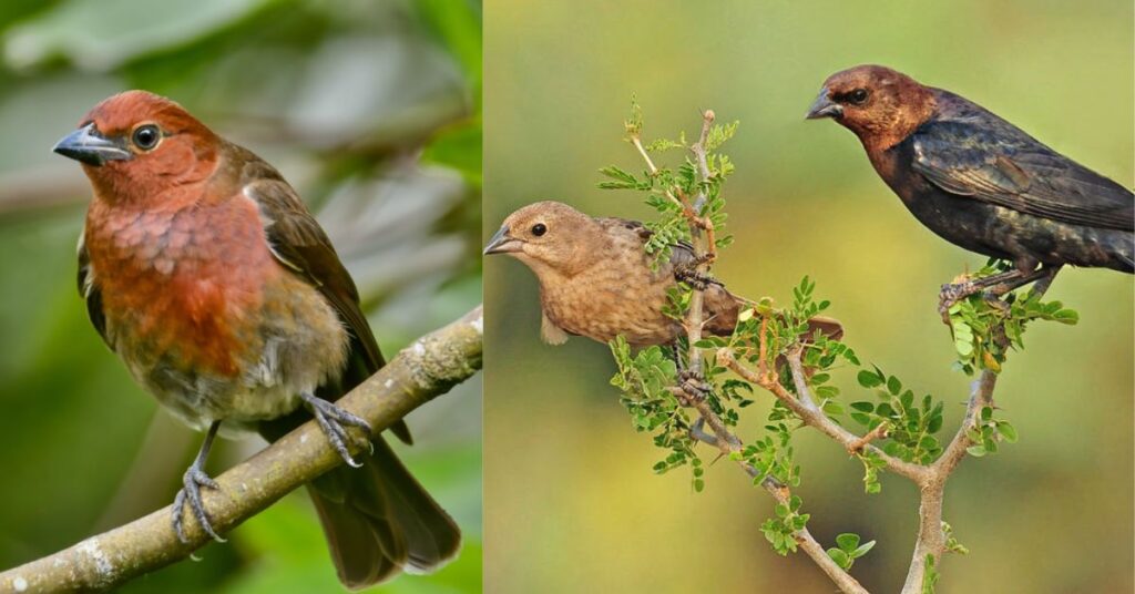 Brown-headed Cowbird