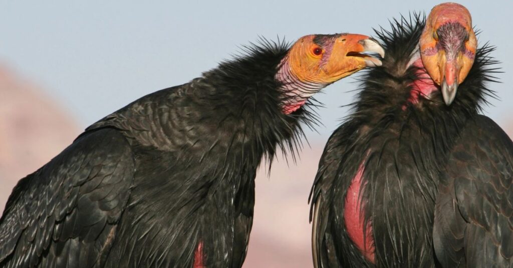 California Condor