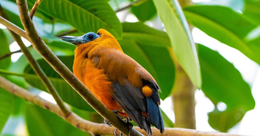 Capuchinbird