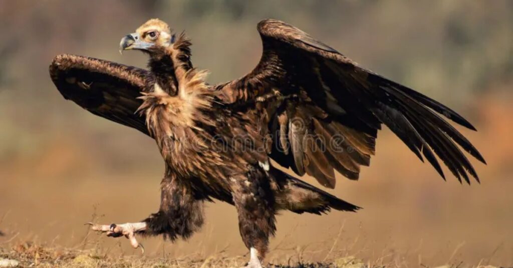 Cinereous Vulture 