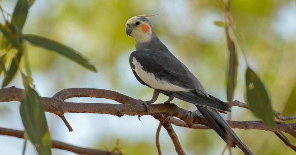 Cockatiel (Nymphicus hollandicus)