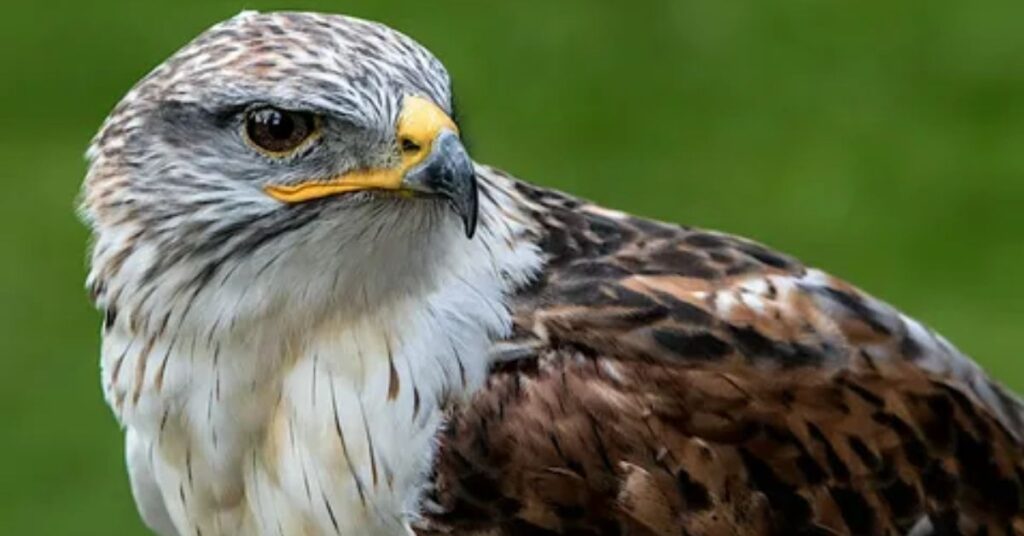 Colorado Birds of Prey Identification