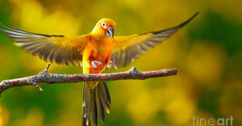 Common Challenges in Sun Conure Ownership