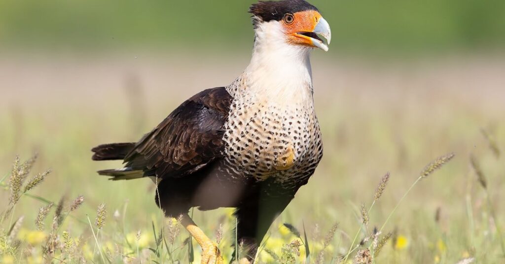 Crested Caracara