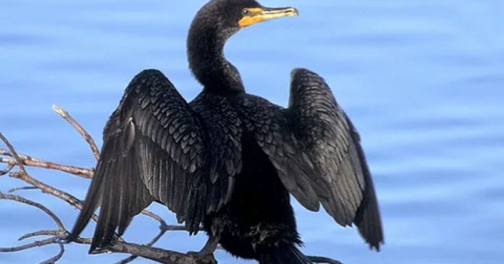 Double-crested Cormorant