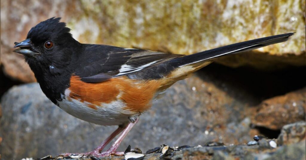 Eastern Towhee