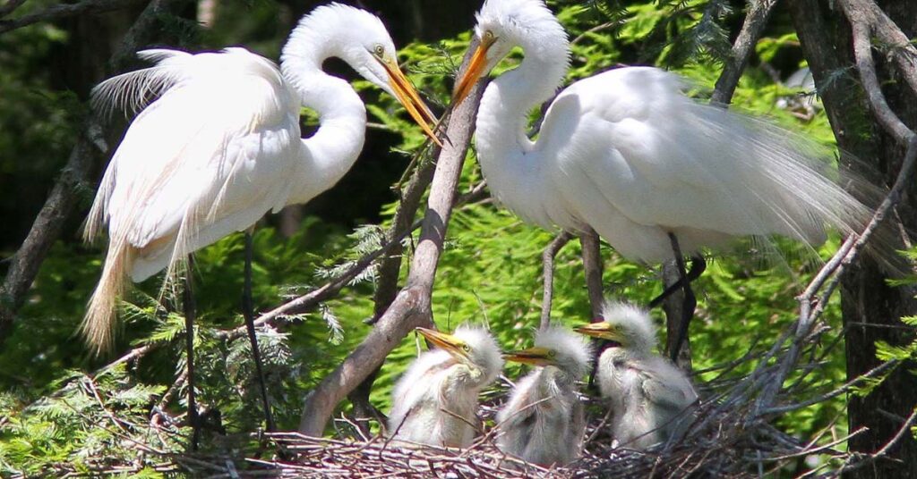 Egrets