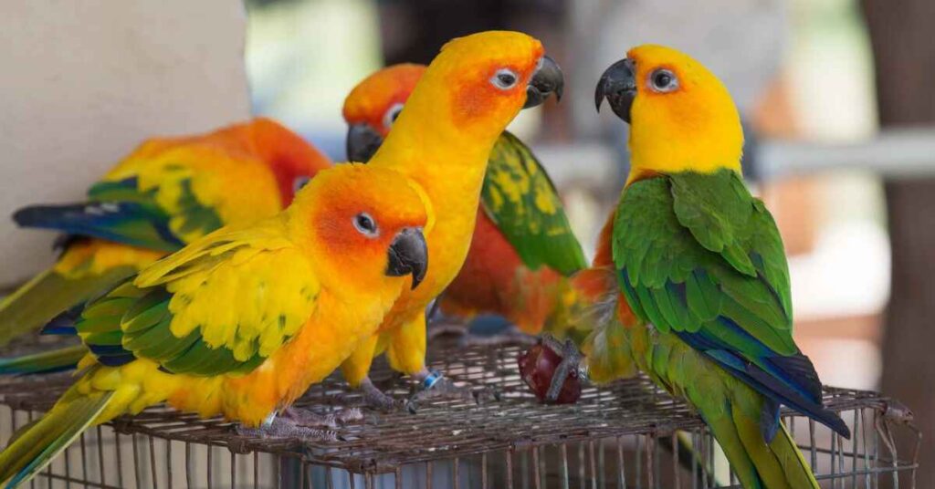 Essential Care Tips for Sun Conure Owners 