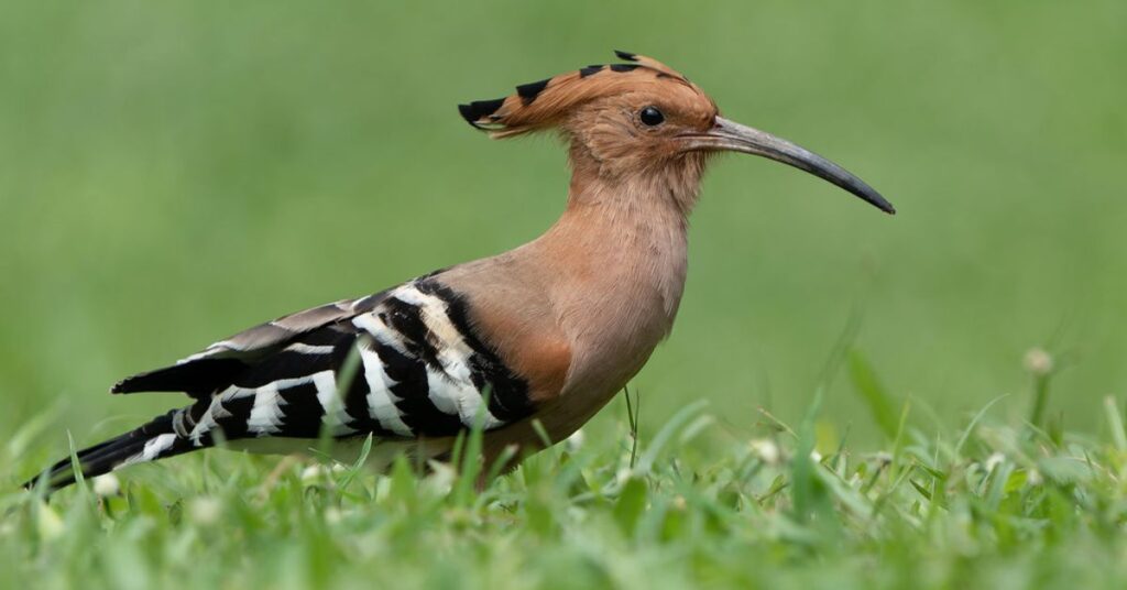 Eurasian Hoopoe (Upupa epops)