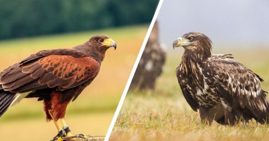 Exploring The Habitats of Hawks in Colorado