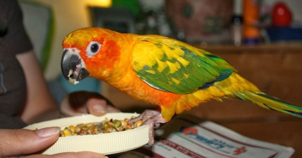 Factors Influencing the Price of a Sun Conure