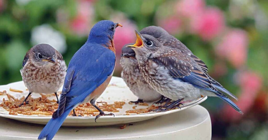 Feeding Blue Bird