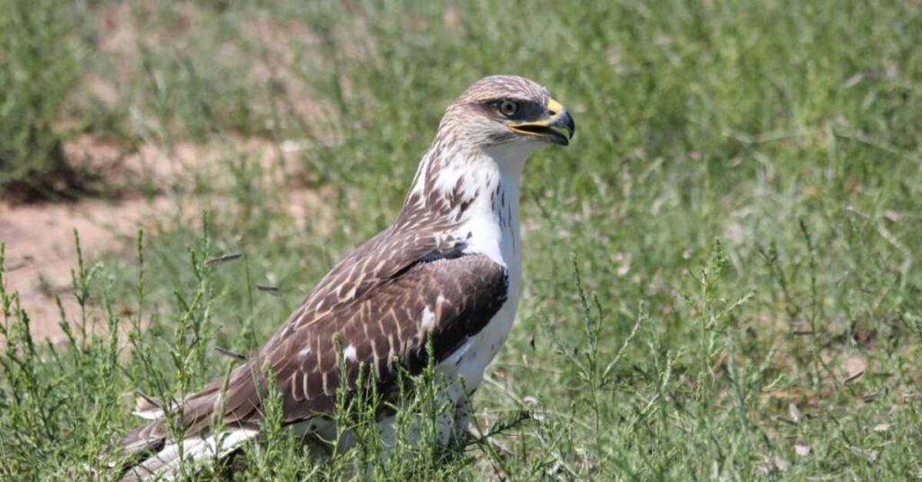 Ferruginous Hawk Texas 