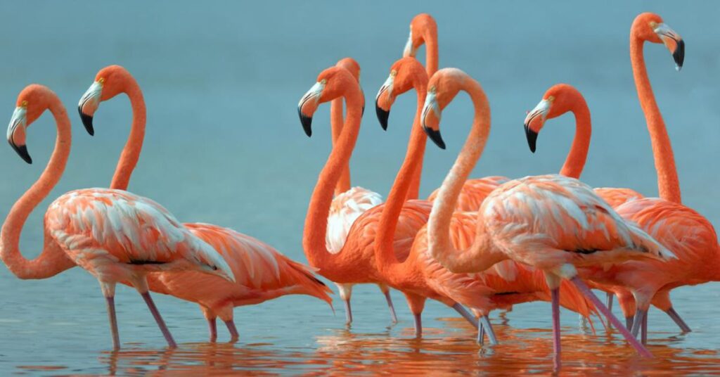 Flamingos