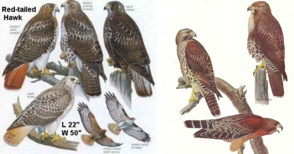 Florida birds of prey identification pictures 