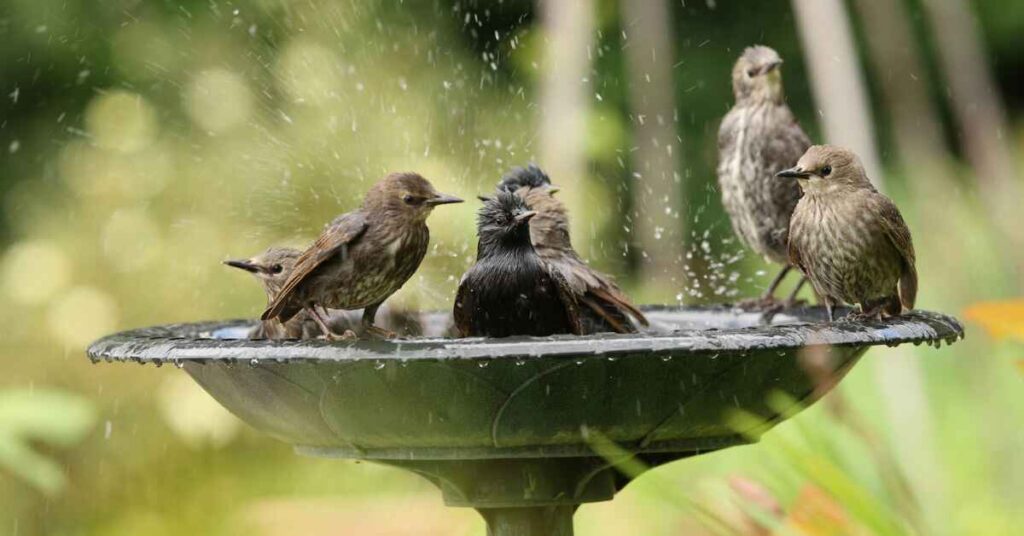 Freestanding Bird Baths  