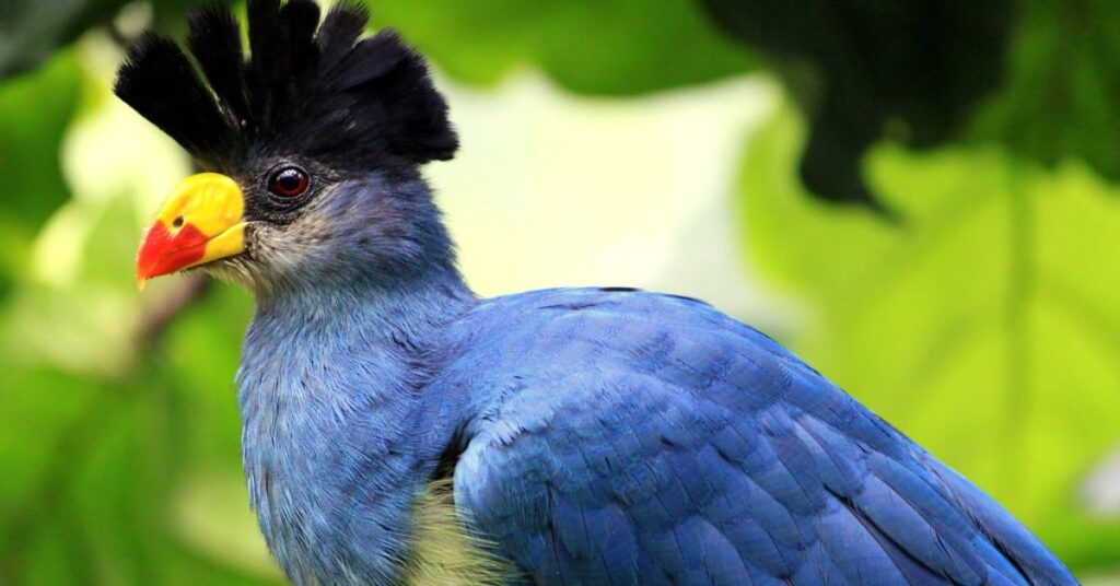 Great Blue Turaco (Corythaeola cristata)