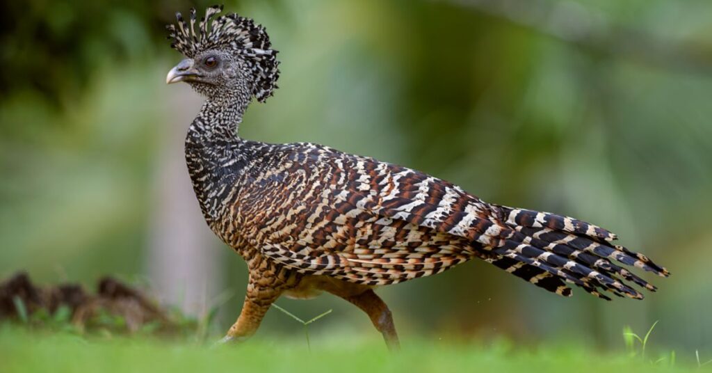 Great Curassow (Crax rubra)