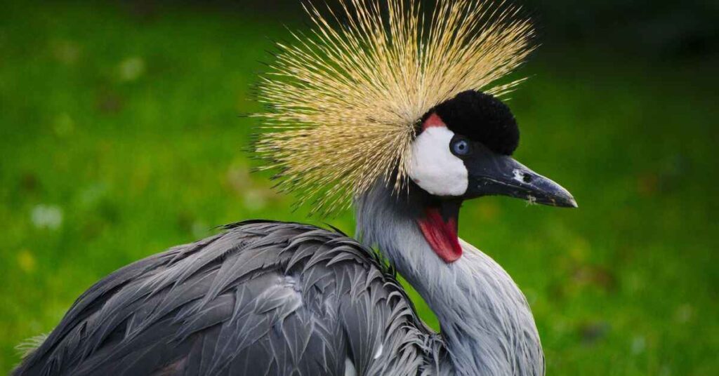 Grey Crowned Crane (Balearica regulorum) 