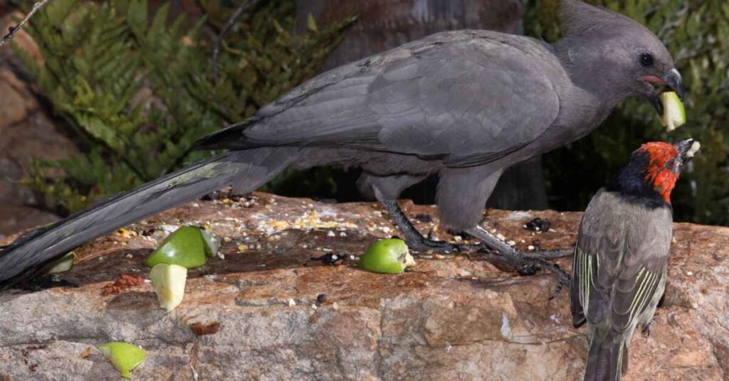 Grey Go-away-bird (Corythaixoides concolor