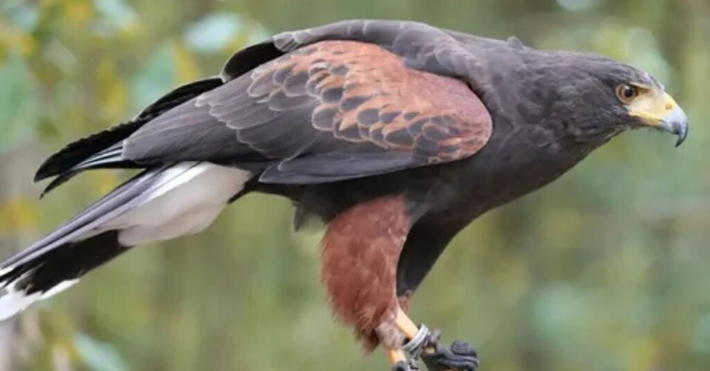 Harris’s Hawk