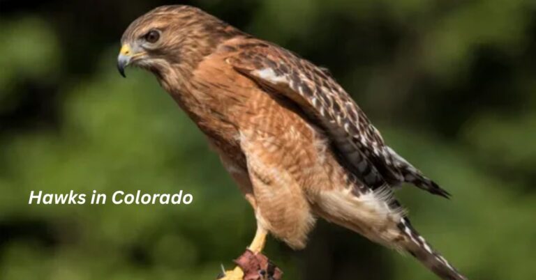 Hawks in Colorado Most Common Hawk Species