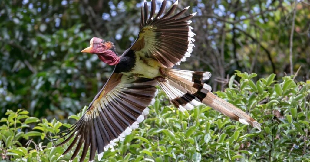 Helmeted Hornbill