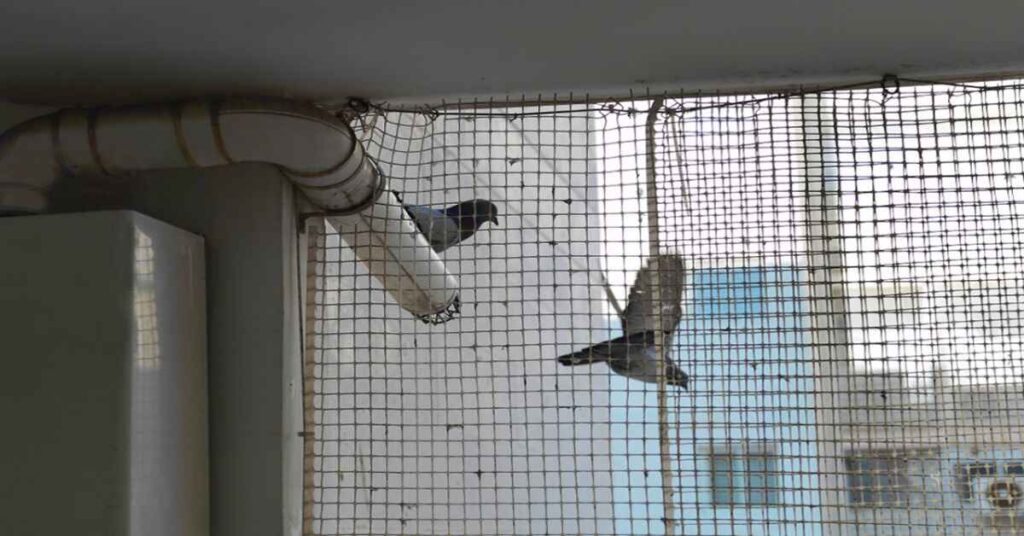 How to Install Bird Netting Step-by-Step Guide 