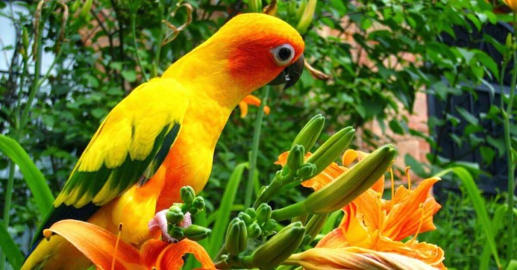 Initial and Ongoing Costs of Owning a Sun Conure 